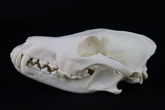 Coyote Skull