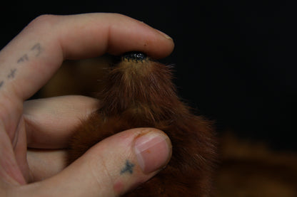 Mink Pelts
