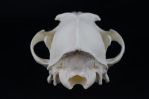 Coyote Skull