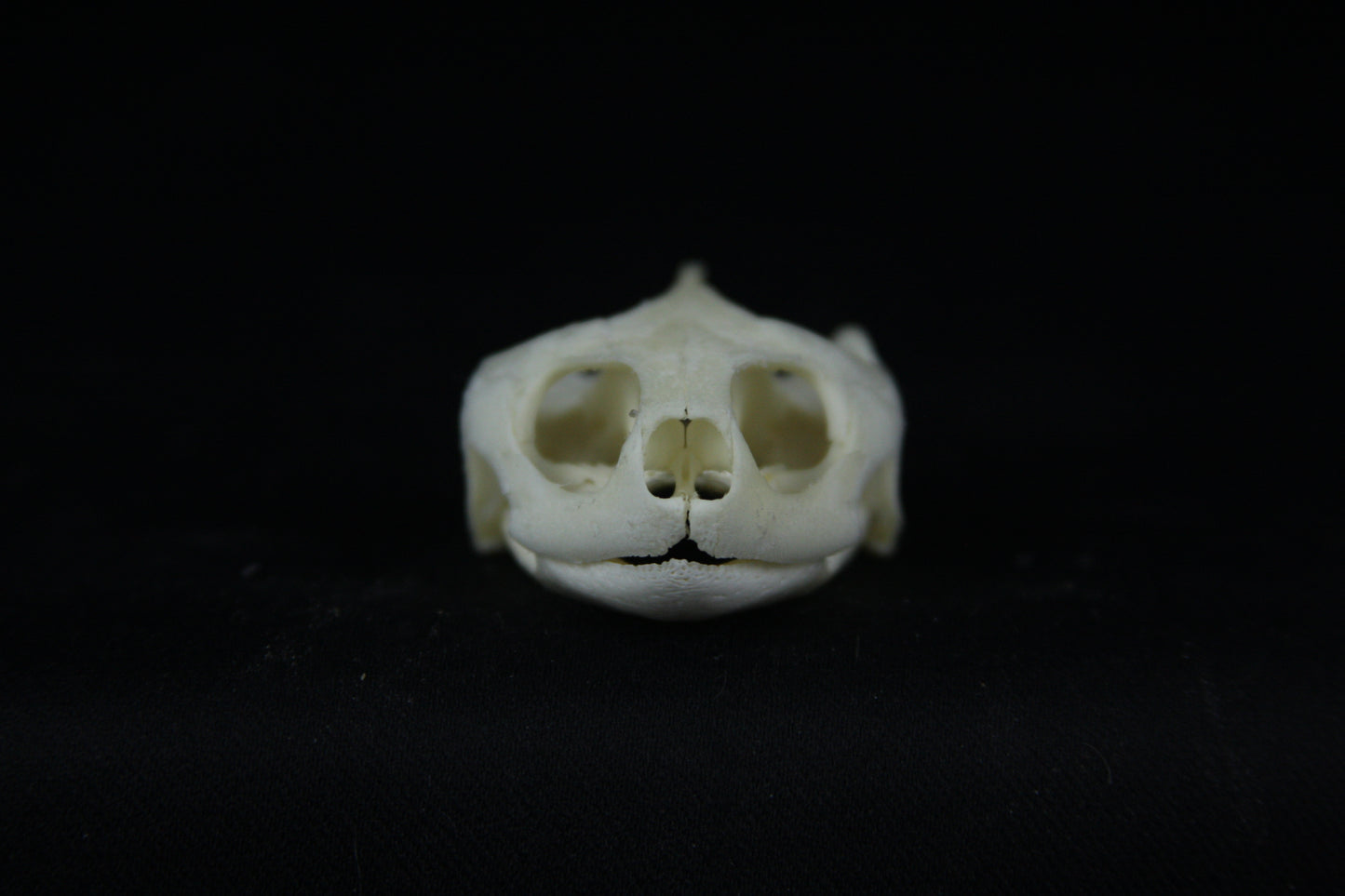 Red Eared Slider Skull