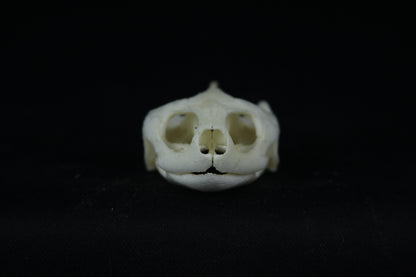 Red Eared Slider Skull