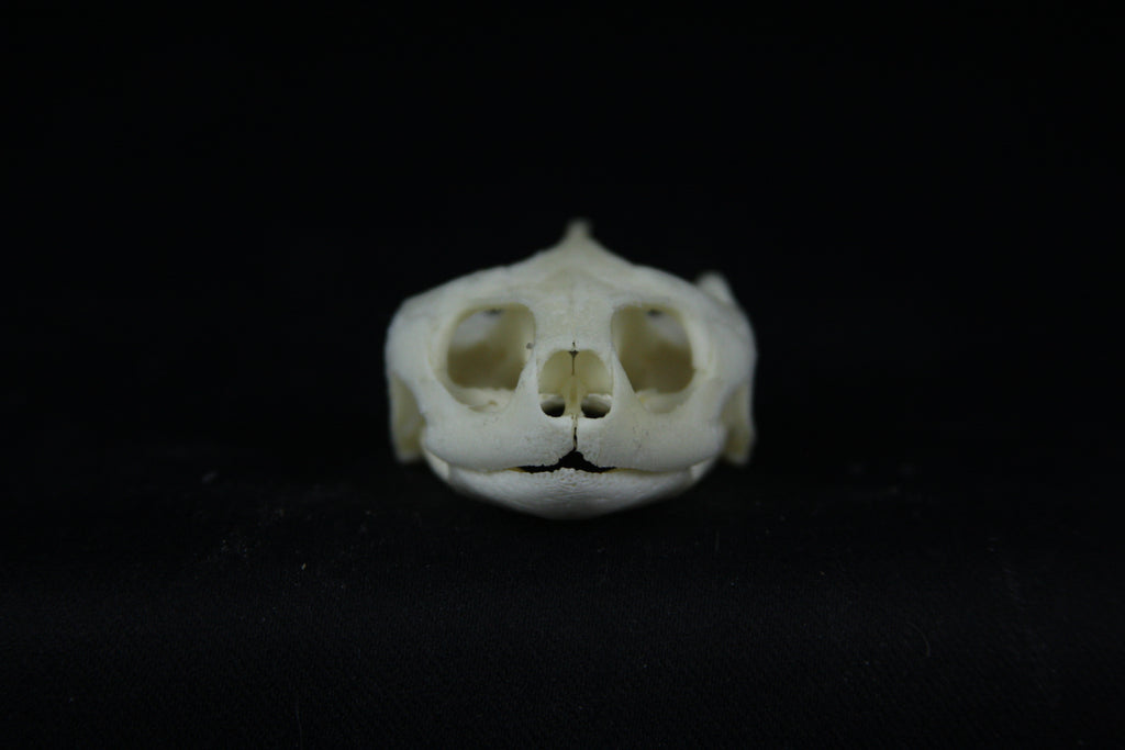 Red Eared Slider Skull
