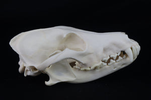 Coyote Skull