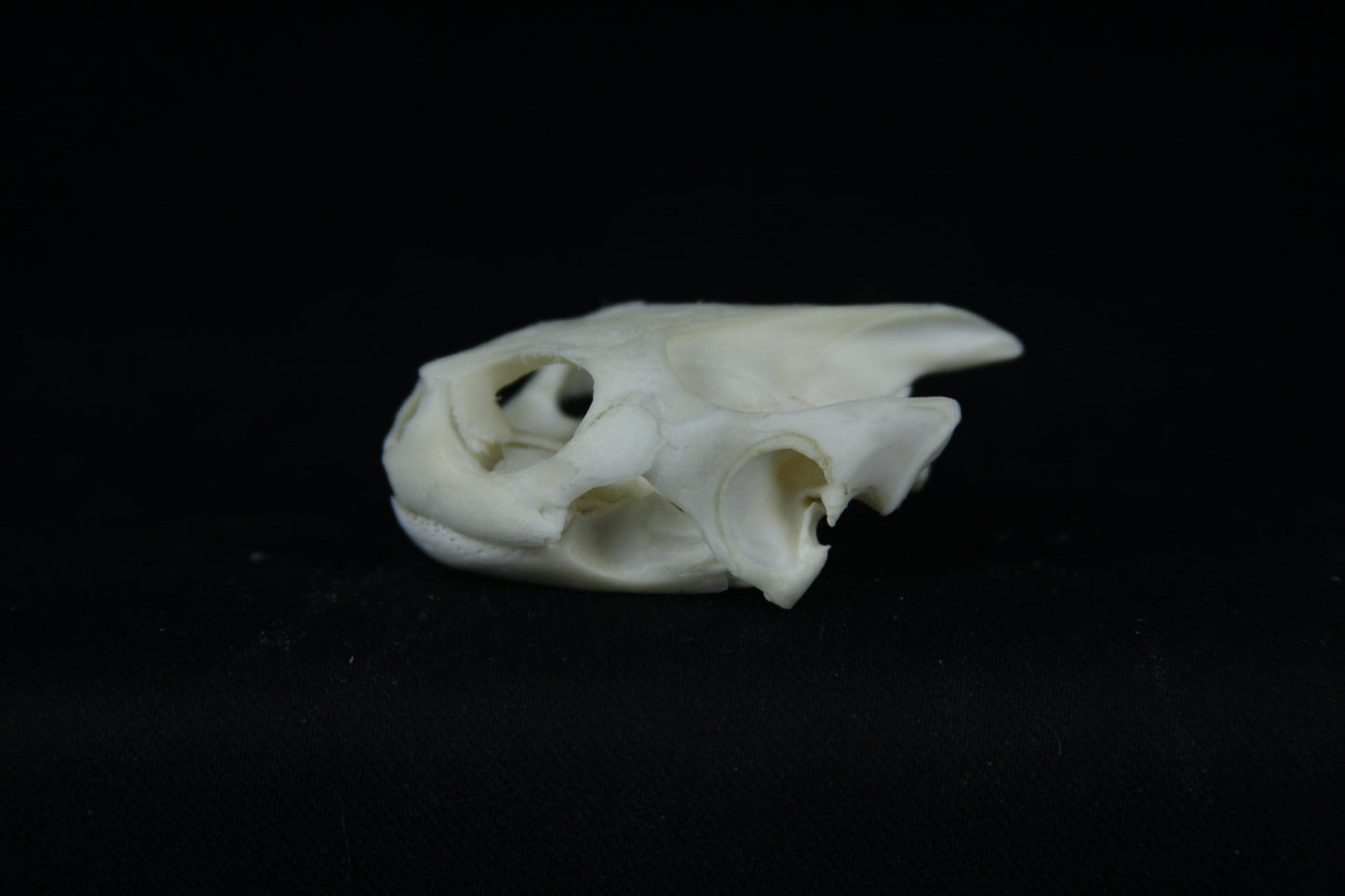 Red Eared Slider Skull