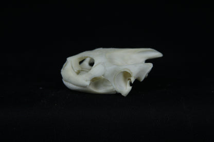 Red Eared Slider Skull