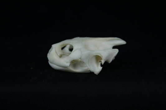 Red Eared Slider Skull