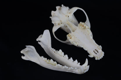 Coyote Skull