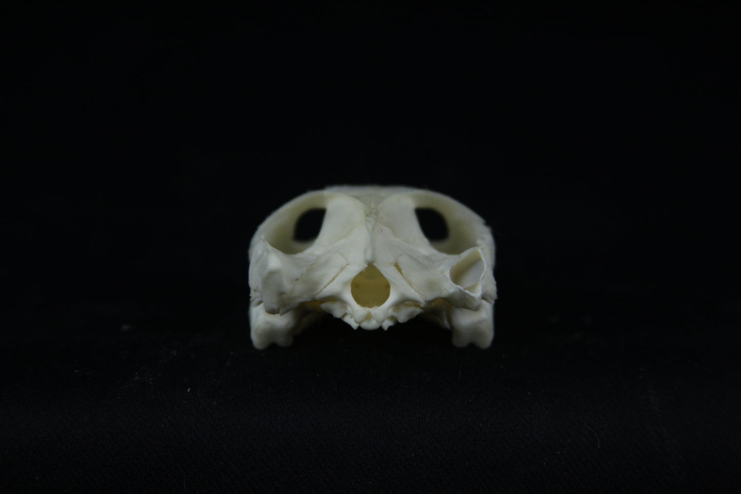 Red Eared Slider Skull
