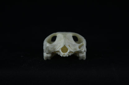 Red Eared Slider Skull