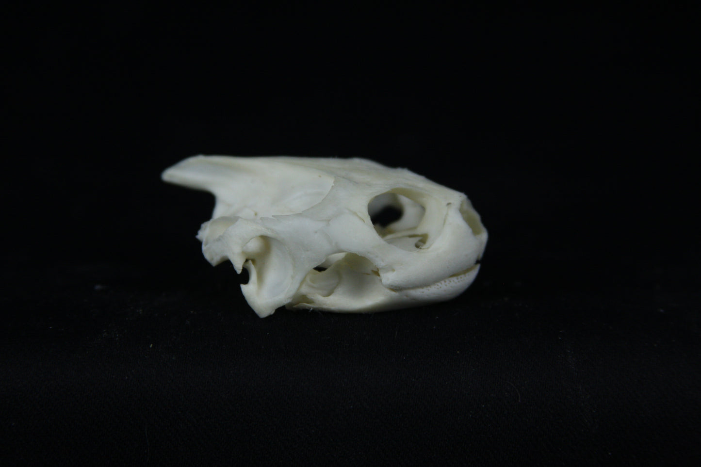 Red Eared Slider Skull