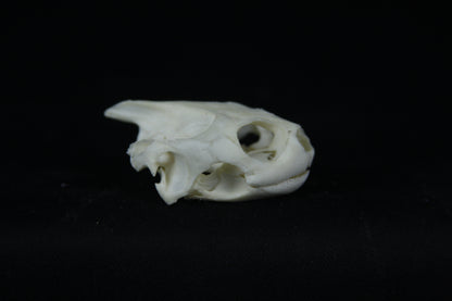 Red Eared Slider Skull