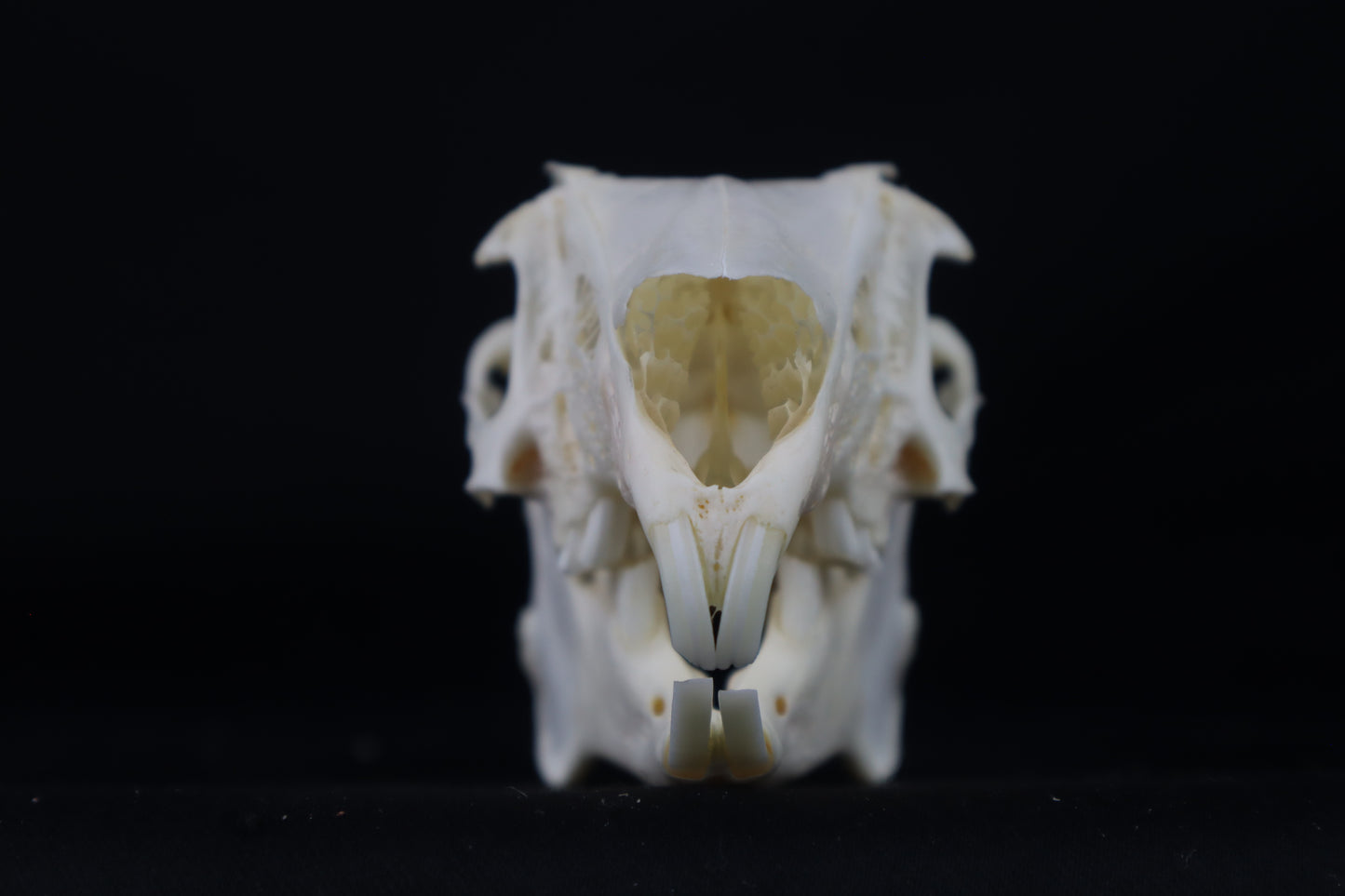 Jack Rabbit Skull