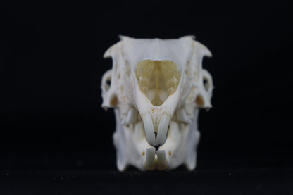 Jack Rabbit Skull