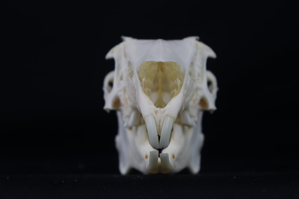 Jack Rabbit Skull