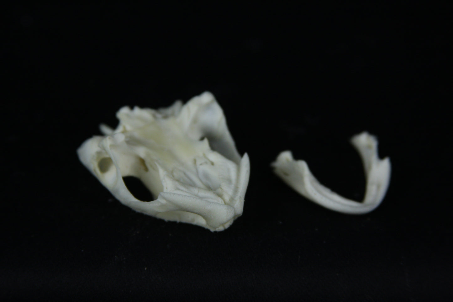 Red Eared Slider Skull