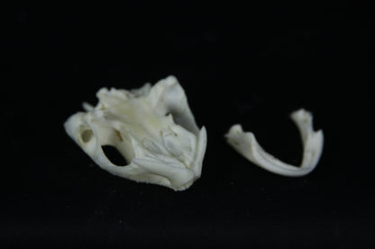 Red Eared Slider Skull