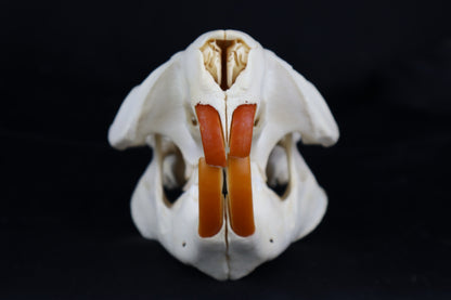 Beaver Skull