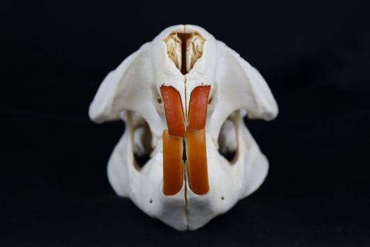 Beaver Skull