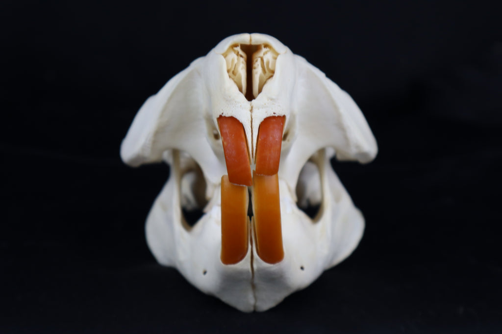 Beaver Skull
