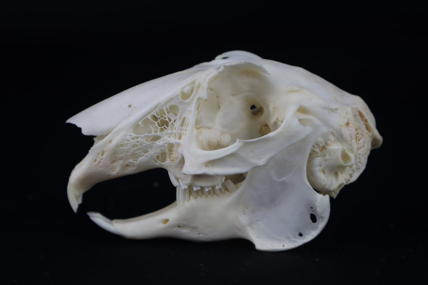Jack Rabbit Skull