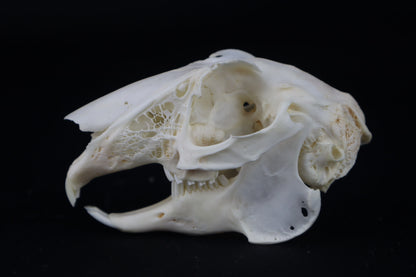 Jack Rabbit Skull