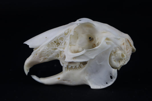 Jack Rabbit Skull