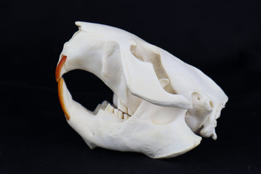Beaver Skull