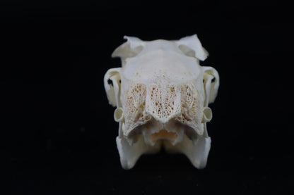 Jack Rabbit Skull
