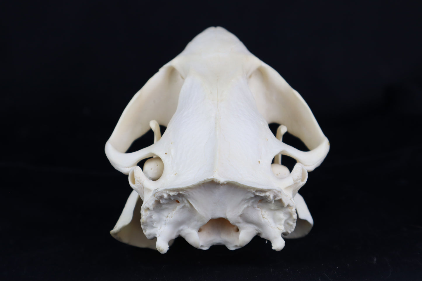Beaver Skull