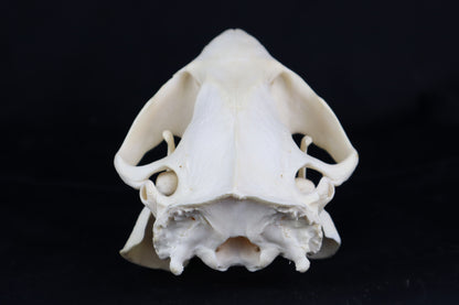Beaver Skull