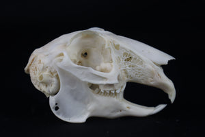 Jack Rabbit Skull