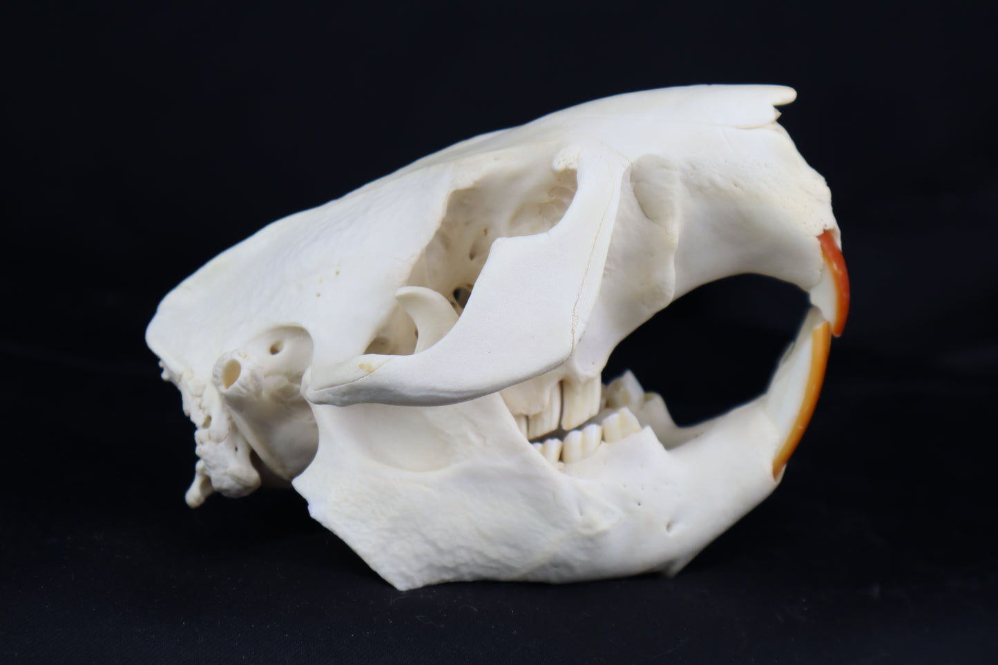 Beaver Skull