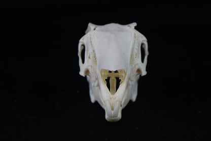 Jack Rabbit Skull