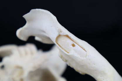 Beaver Skull
