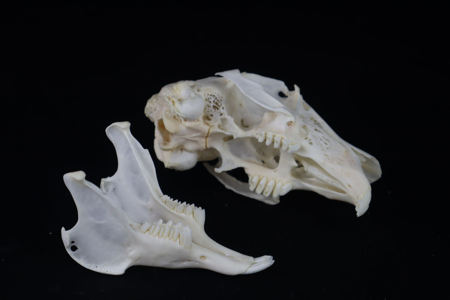 Jack Rabbit Skull