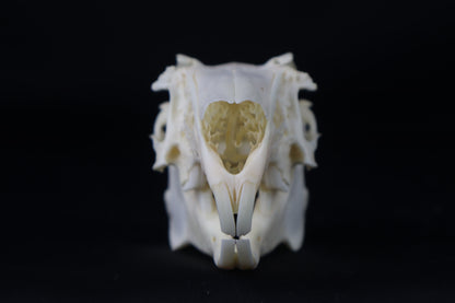 Jack Rabbit Skull
