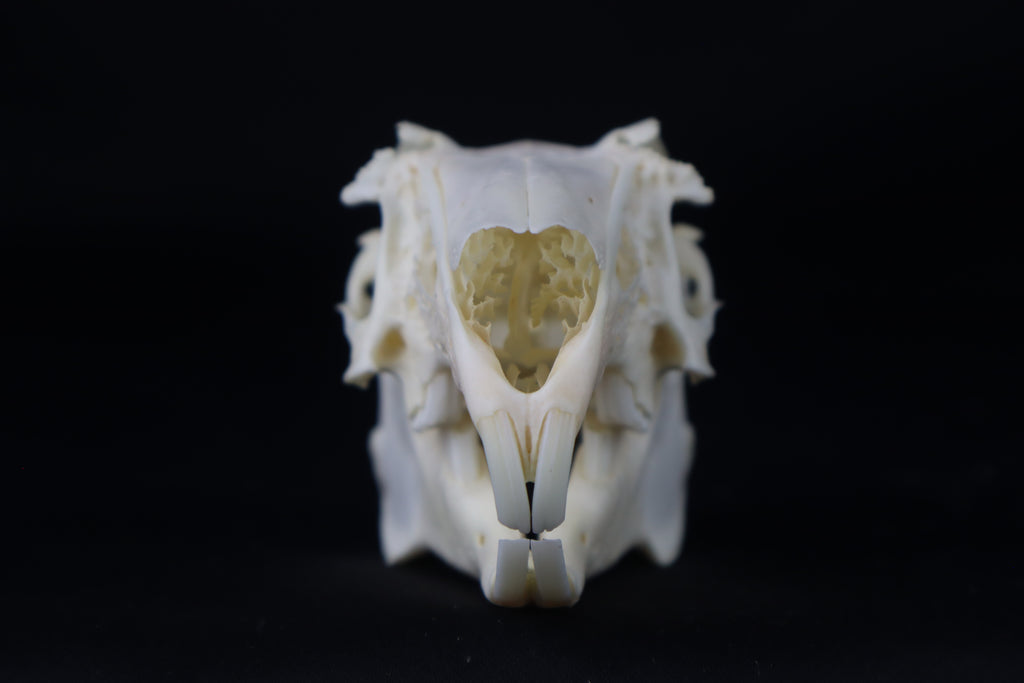 Jack Rabbit Skull