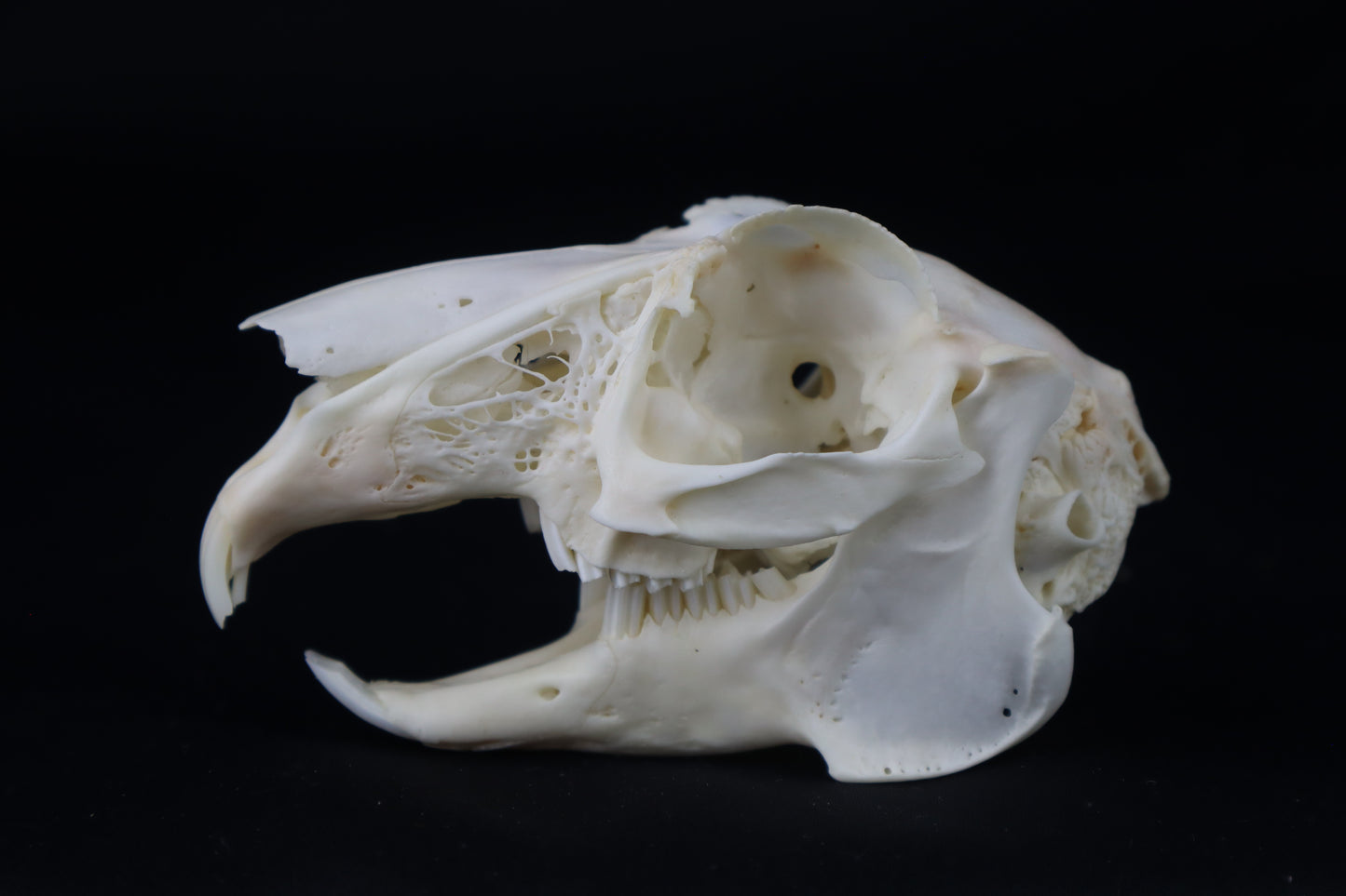 Jack Rabbit Skull