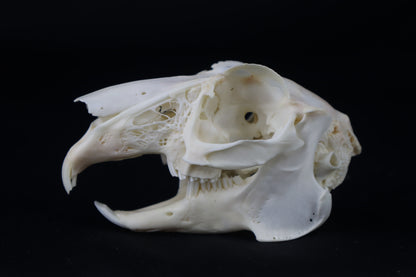 Jack Rabbit Skull