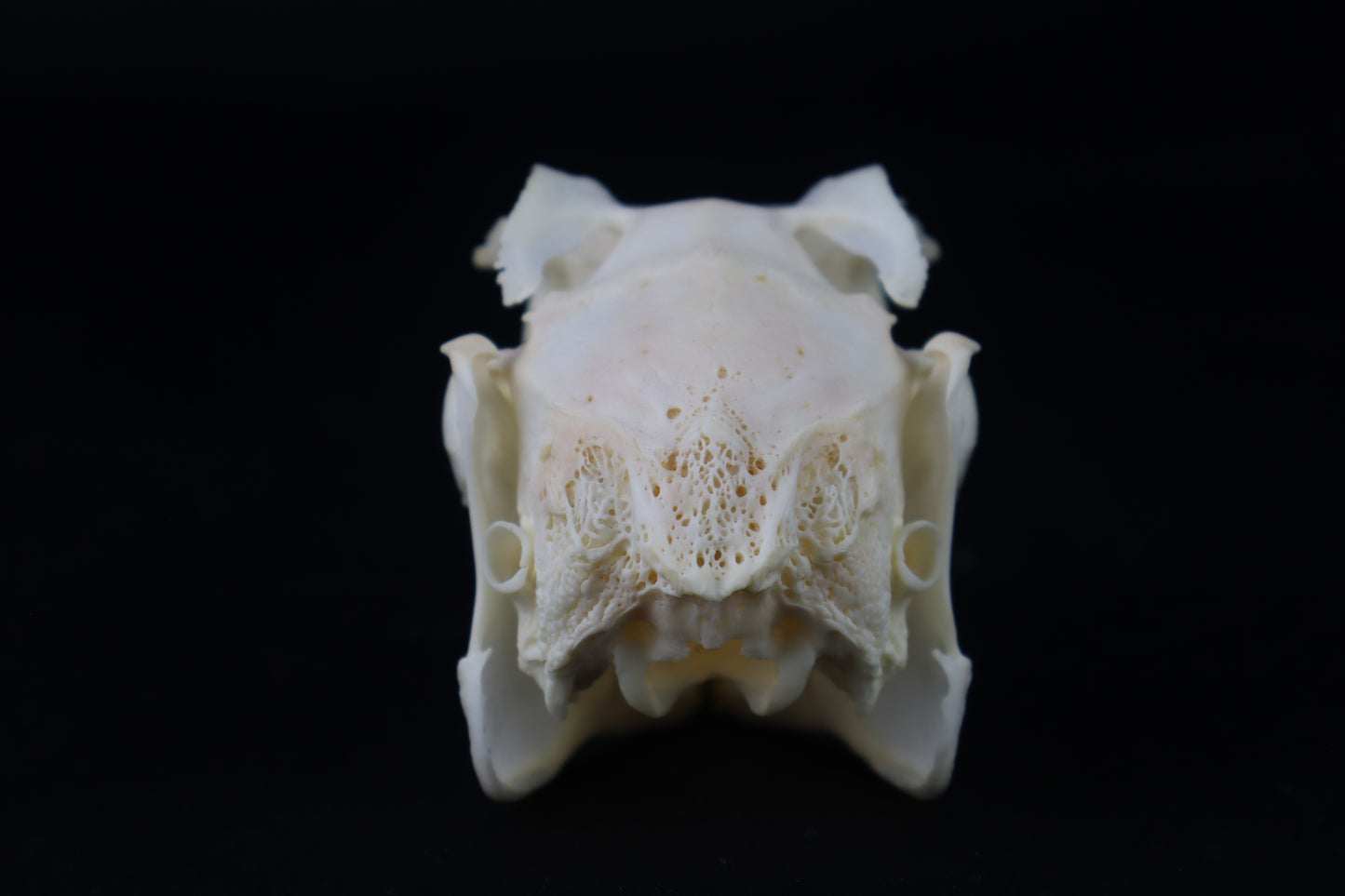 Jack Rabbit Skull