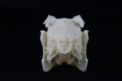 Jack Rabbit Skull