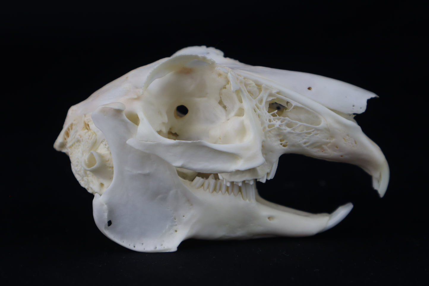 Jack Rabbit Skull