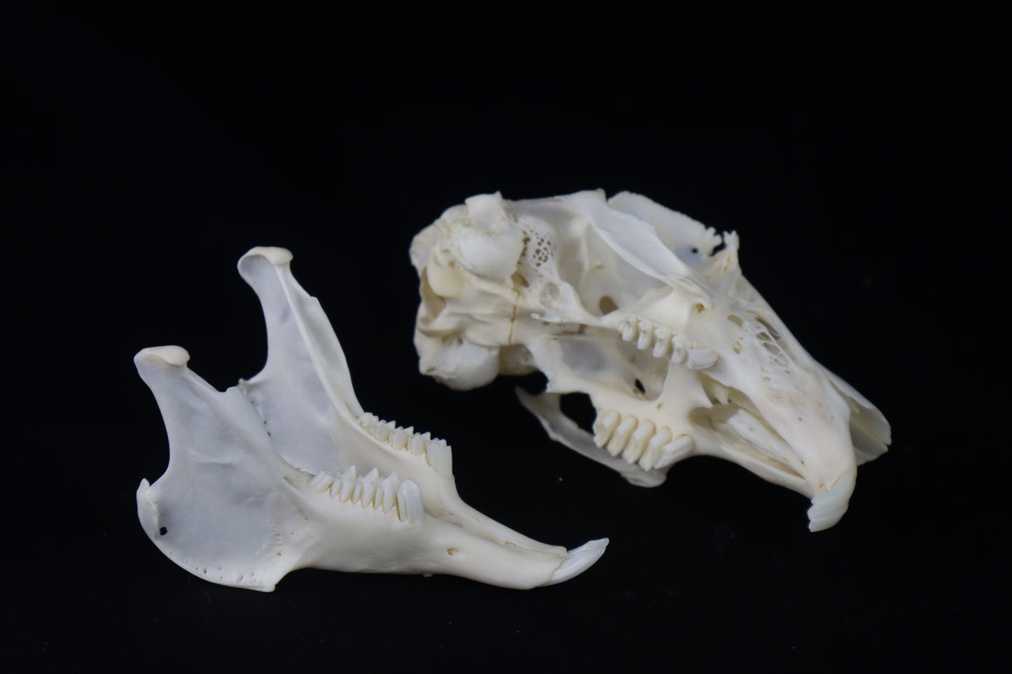 Jack Rabbit Skull