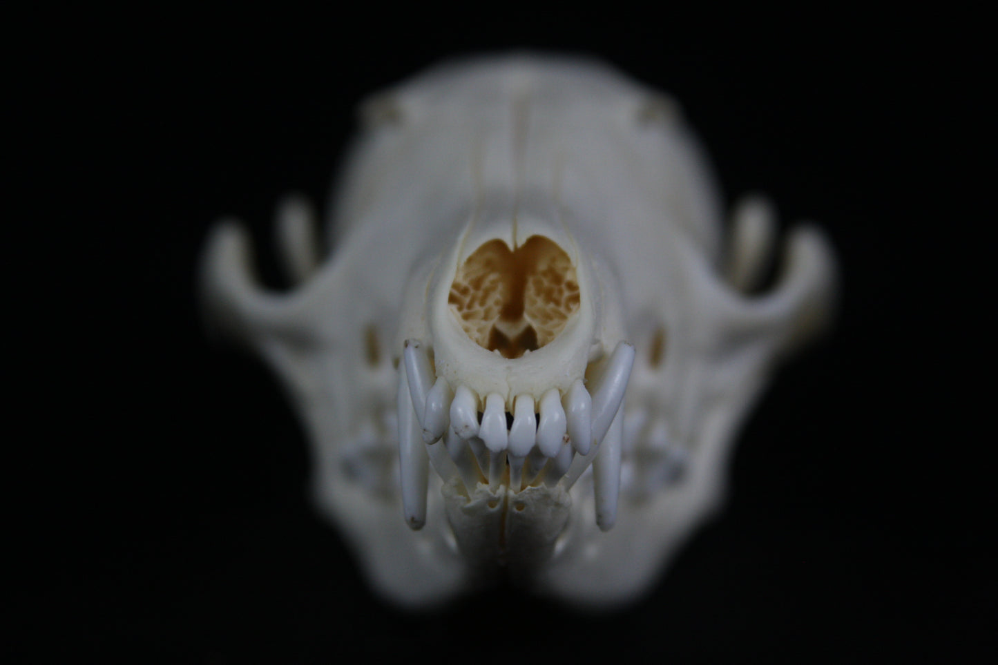Red Fox Skull