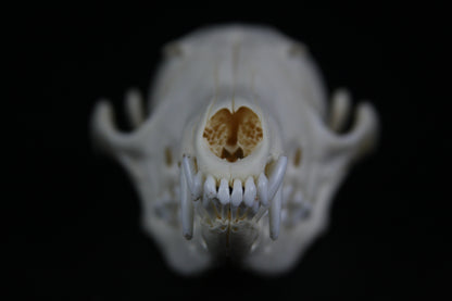 Red Fox Skull