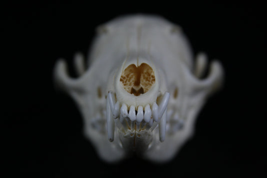 Red Fox Skull