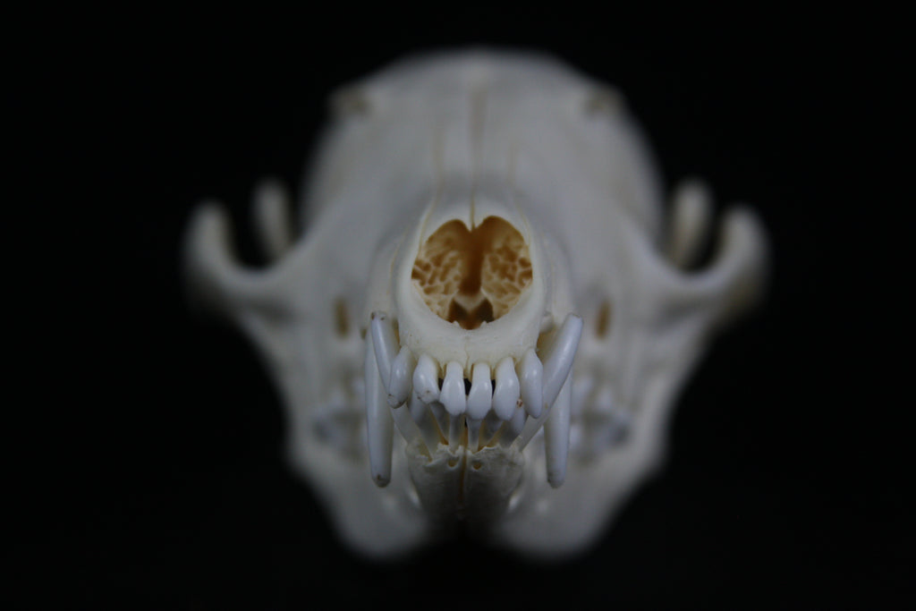 Red Fox Skull