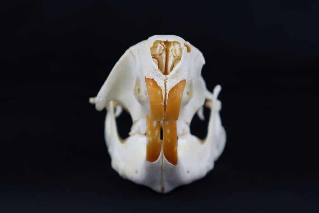 Craft Juvenile Beaver Skull