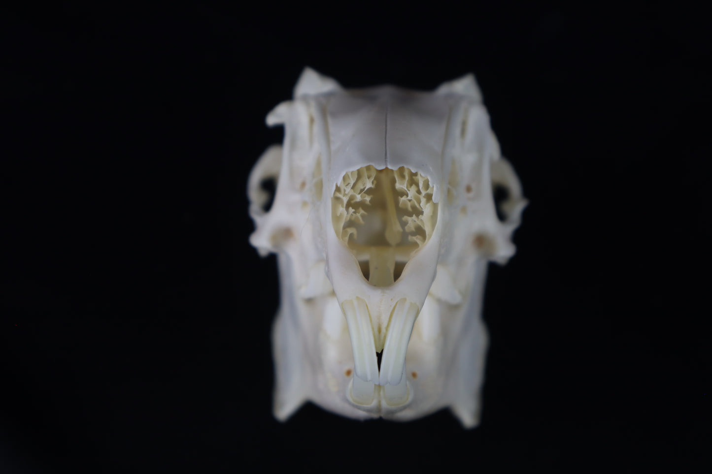 Jack Rabbit Skull