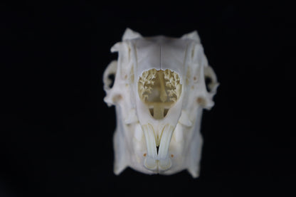 Jack Rabbit Skull